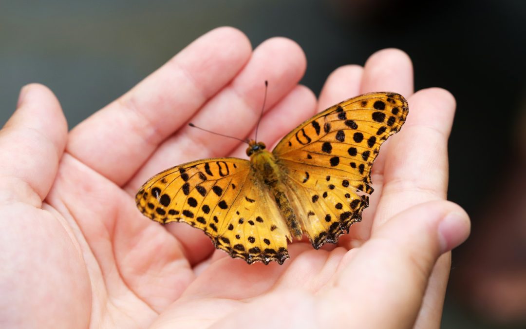 Glück ist ein Schmetterling